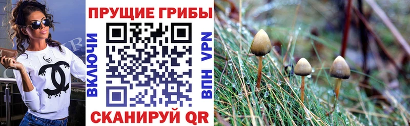 купить  сайты  Кяхта  Псилоцибиновые грибы Cubensis 